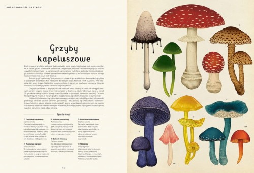 Wydawnictwo Dwie Siostry   -   Fungarium. Muzeum Grzybów