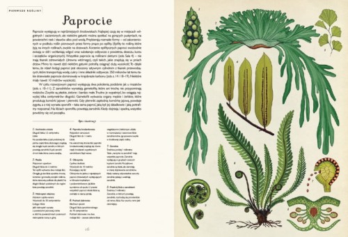 Wydawnictwo Dwie Siostry   -  Botanicum. Muzeum Roślin
