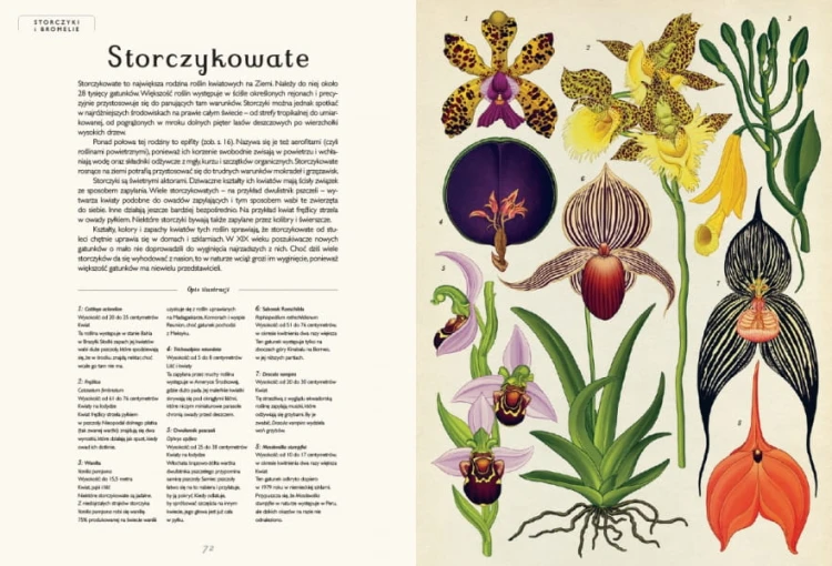 Wydawnictwo Dwie Siostry   -  Botanicum. Muzeum Roślin