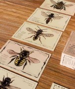 Wooden Story - Drewniane Klocki Życie Pszczoły Gatunki
