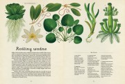 Wydawnictwo Dwie Siostry   -  Botanicum. Muzeum Roślin
