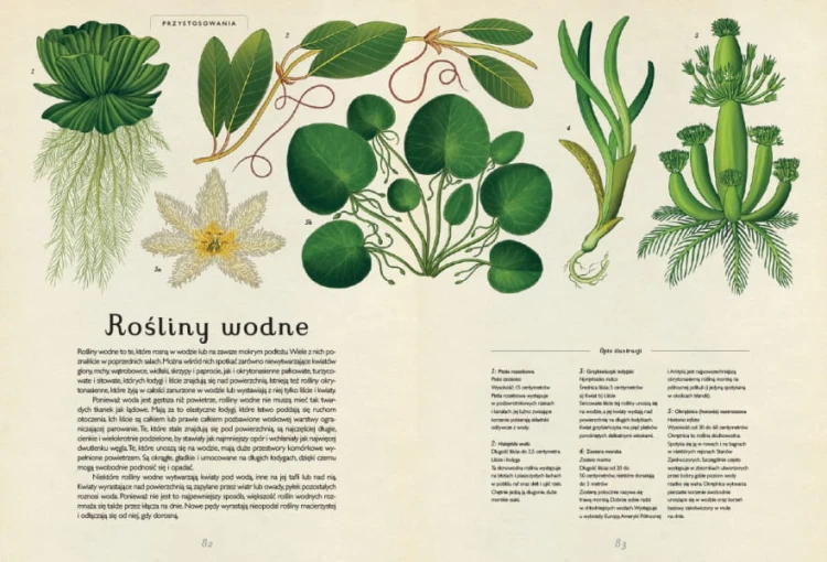 Wydawnictwo Dwie Siostry   -  Botanicum. Muzeum Roślin