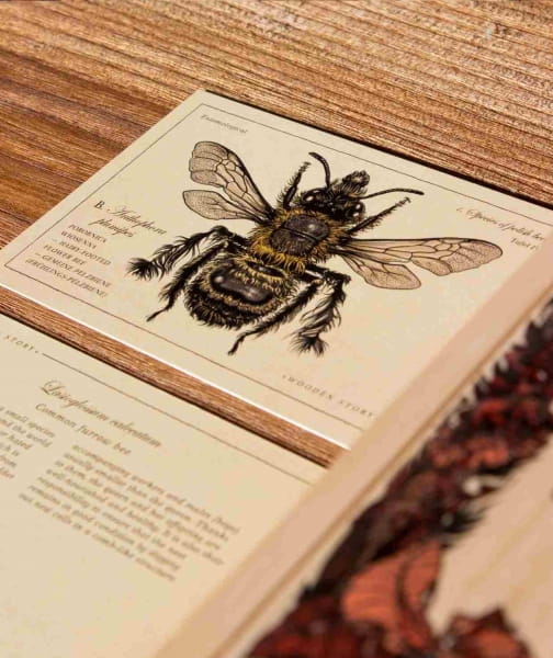 Wooden Story - Drewniane Klocki Życie Pszczoły Gatunki