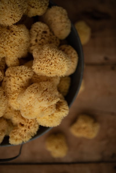 Lulaby  -  Naturalna Gąbka Morska  -  Honeycomb
